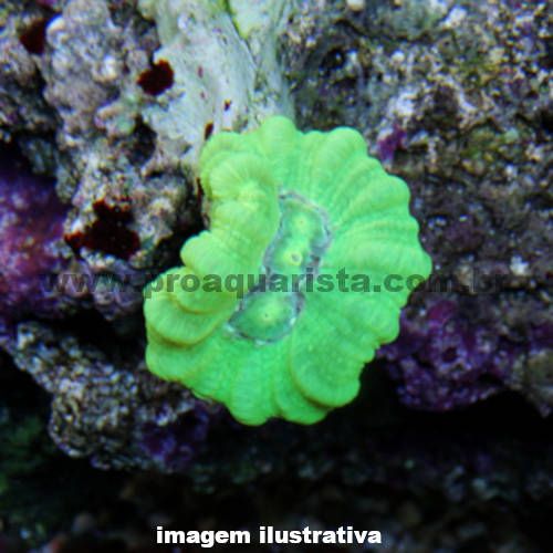 Coral Trumpet Kryptonita - 3 bocas (Caulastrea curvata)