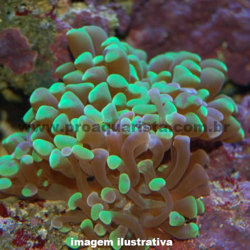 Coral Hammer Electric Green - 3 bocas (Euphyllia ancora)