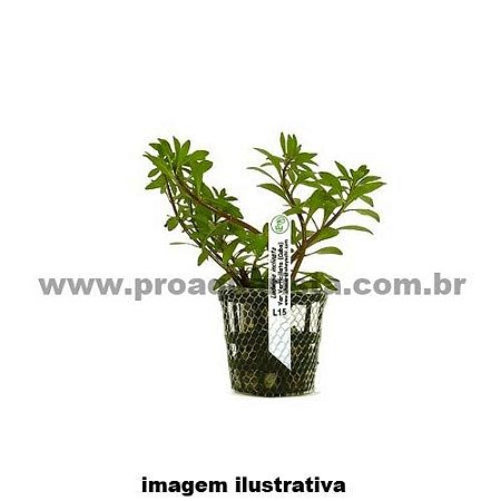 Ludwigia inclinata "Verticillata Cuba"