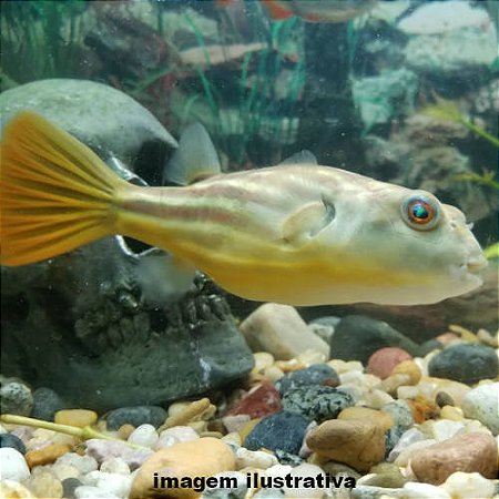 Baiacu Fahaka Peq. - 4 a 8 cm (Tetraodon lineatus)