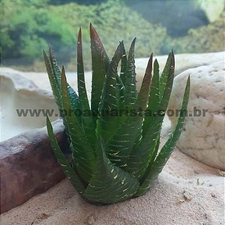 Planta Mini Aloe Vera Zebra 8cm