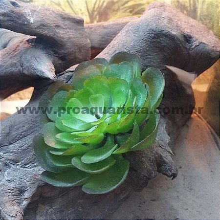 Planta Leguminosa Pequena (Aeonium arboreum NTS007-GR)