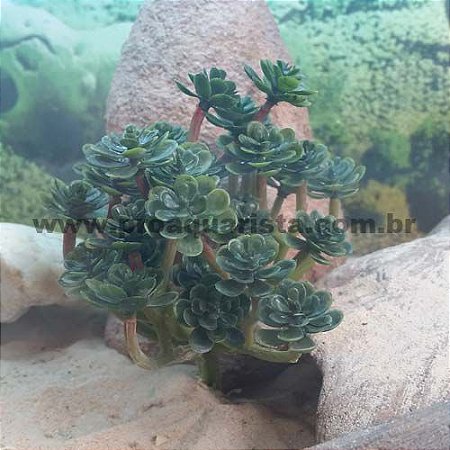 Planta Echeveria Artificial 17cm Para Terrário De Répteis