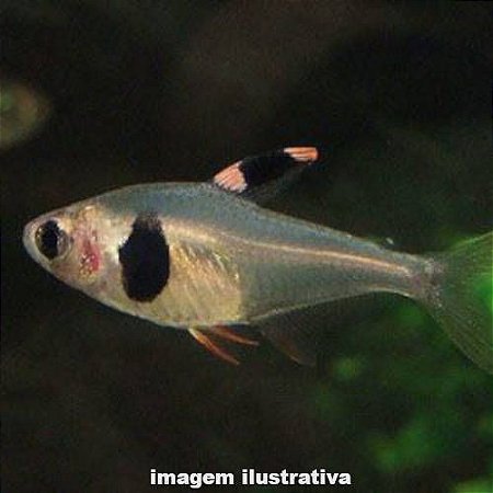 Tetra Grão de Café (Hyphessobrycon takasei)