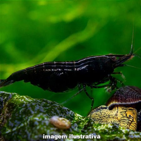 Camarão Neocaridina "Black Sakura"