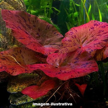 Nymphaea lotus "Zenkeri" (Ninféia Tigre Vermelha)