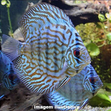 Acará Disco Blue Turquesa Méd. 5 a 10cm (Symphysodon aequifasciatus)