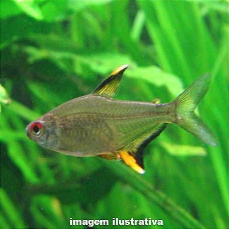 Tetra Limão (Hyphessobrycon pulchripinnis)