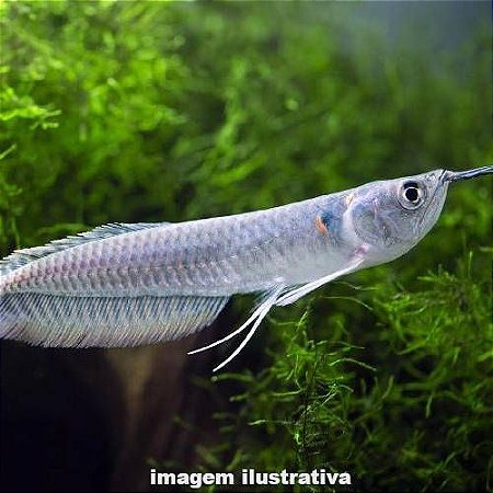 Aruanã Prata - 15 a 30cm (Osteoglossum bicirrhosum)