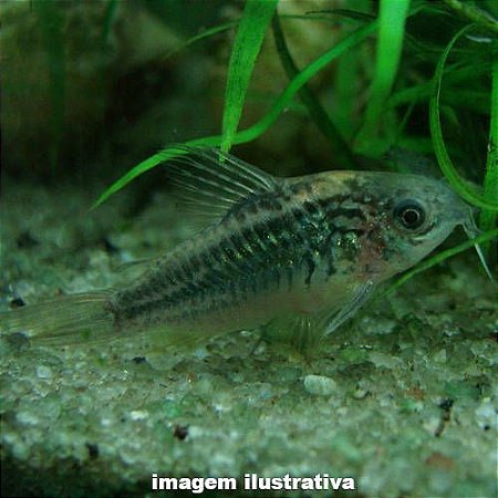 Coridora Elegans (Corydoras elegans)