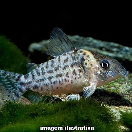 Coridora Pintada (Corydoras punctatus)