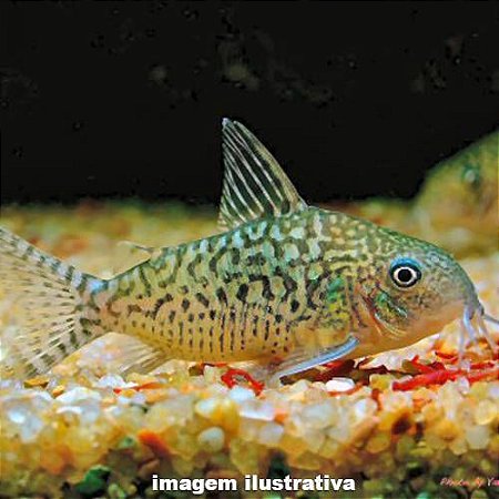 Coridora Sodalis (Corydoras sodalis)