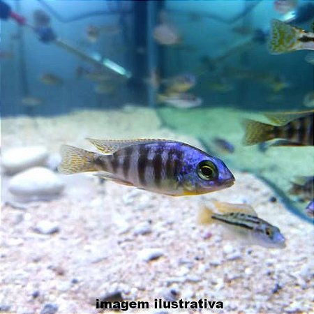 Taiwan Reef - 4 a 10 cm  (Protomelas fenestratus "Taiwan Reef")