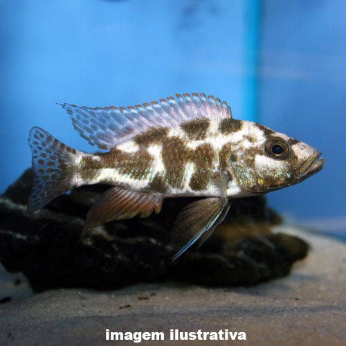 Livingstone Peq. - 3 a 6 cm (Nimbochromis livingstonii)