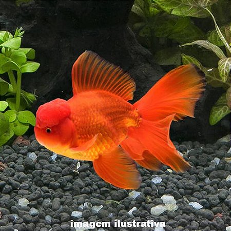 Kinguio Oranda Red Med. - 6 a 12 cm (Carassius auratus)