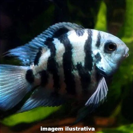 Papagaio Tiger Blue Sapphire Peq. - 3 a 6 cm (Amphilophus citrinellus)