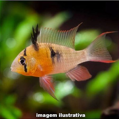 Papilocromis (Mikrogeophagus altispinosus)