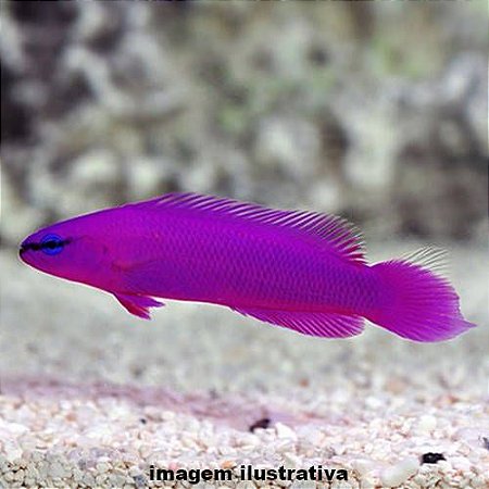 Pseudocromis Fridmani (Pseudochromis fridmani)