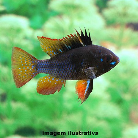 Ramirezi Dark Night (Mikrogeophagus ramirezi)
