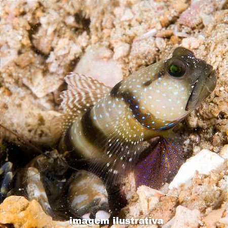 Goby Yellow Watchman "Cinza" - 3 a 5 cm (Cryptocentrus cinctus)