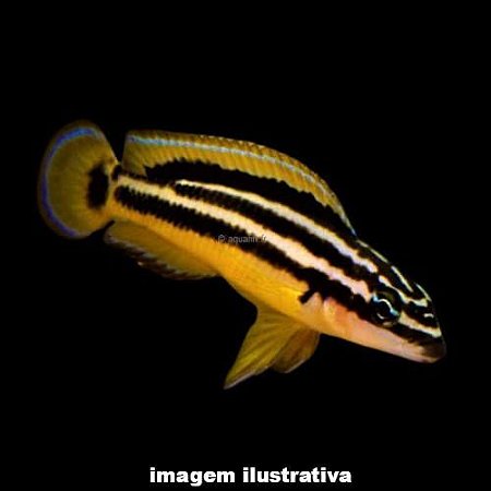 Julidocromis Ornatus (Julidochromis ornatus)
