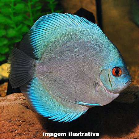 Acará Disco Blue Diamond Méd. - 5 a 10 cm (Symphysodon aequifasciatus)