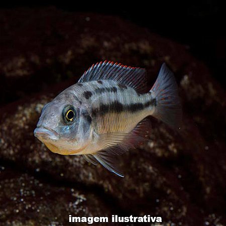Protomelas Red Empress - 4 a 10 cm Fêmea (Protomelas taeniolatus)