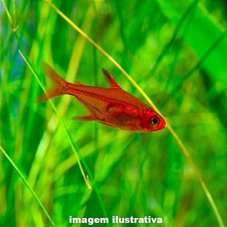 Tetra Foguinho (Hyphessobrycon amandae)