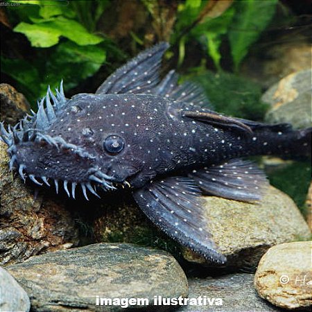 Cascudo Ancistrus Brilhante L107 - 3 a 7 cm (Ancistrus sp.)