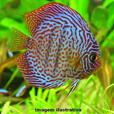 Acará Disco Asian Leopard Méd. - 5 a 10 cm (Symphysodon aequifasciatus)