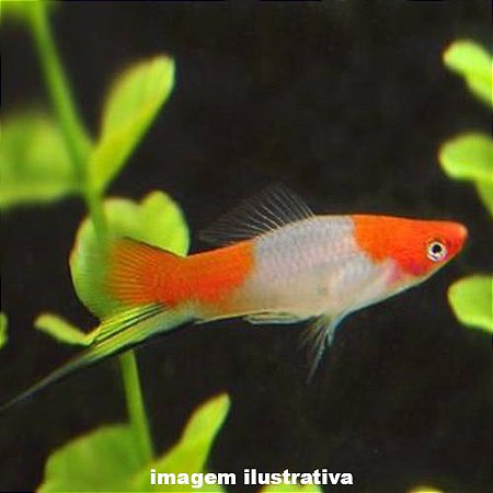 Espada Kohaku (Xiphophorus hellerii)