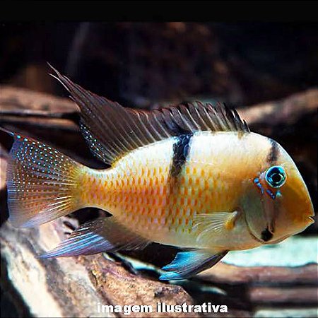Acará Bandido Méd. - 6 a 12 cm (Guianacara dacrya)