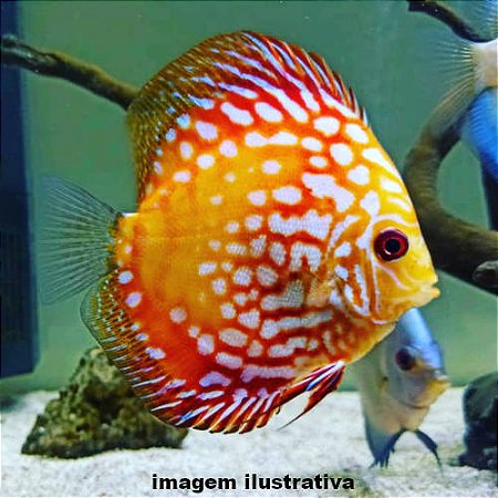 Acará Disco Checkerboard Méd. - 5 a 10cm (Symphysodon aequifasciatus)