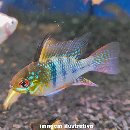 Ramirezi Full Color (Mikrogeophagus ramirezi)