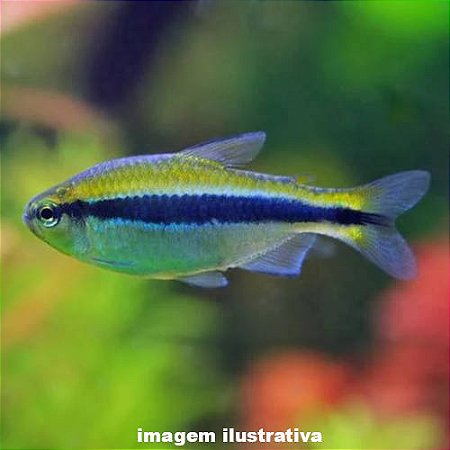 Tetra Cianotenia (Hyphessobrycon cyanotaenia)