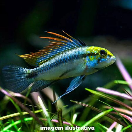 Apistograma Trifasciata (Apistogramma trifasciata)
