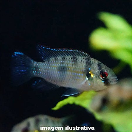 Ciclídeo Borboleta Africano - 3 a 5 cm (Anomalochromis thomasi)