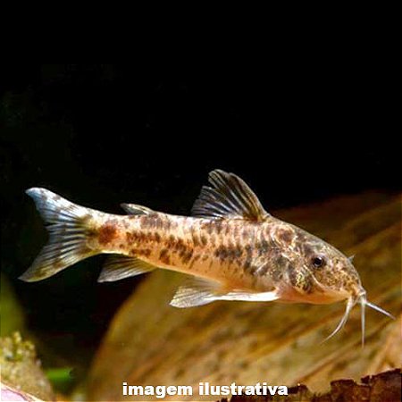 Aspidora Manchada (Aspidoras fuscoguttatus)