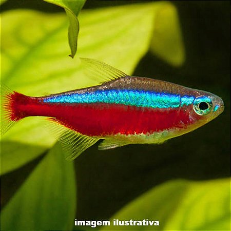 Neon Cardinal (Paracheirodon axelrodi)