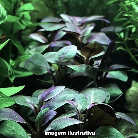 Lobelia cardinalis "Variegata"