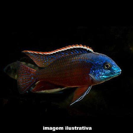 Protomelas Red Empress - 4 a 10 cm Macho (Protomelas taeniolatus)
