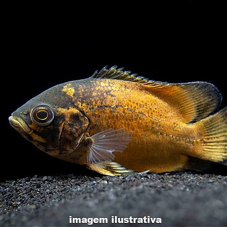 Oscar Bronze Méd. - 7 a 12 cm (Astronotus ocelatus)