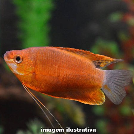 Colisa Mel (Trichogaster chuna)