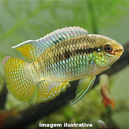 Curvíceps (Laetacara curviceps)