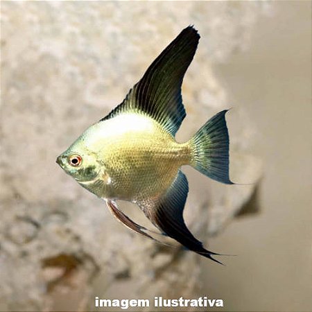 Acará Bandeira Bulgarian Green Peq. - 2 a 4 cm  (Pterophyllum scalare)