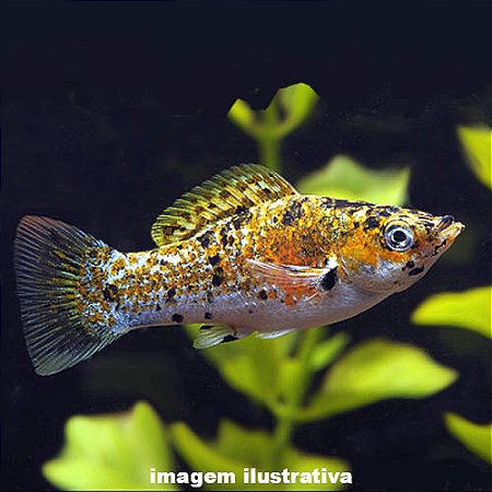 Molinésia Milk Pavão (Poecilia latipinna)