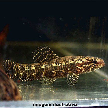 Trairão peq. - 4 a 10 cm (Hoplias lacerdae)