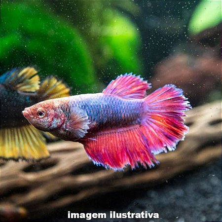 Betta Fêmea (Betta splendens)