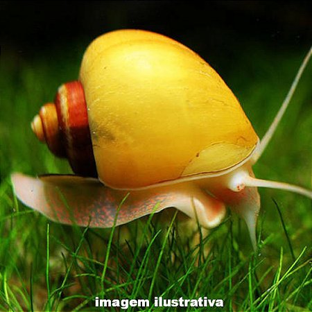 Caramujo Ampulária Amarela (Pomacea diffusa)