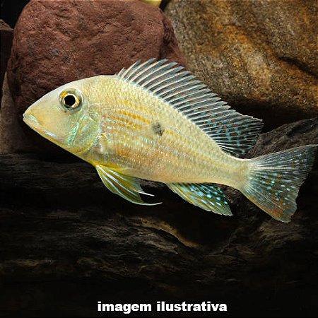 Acará Altifrons Méd. - 5 a 12 cm (Geophagus altifrons)